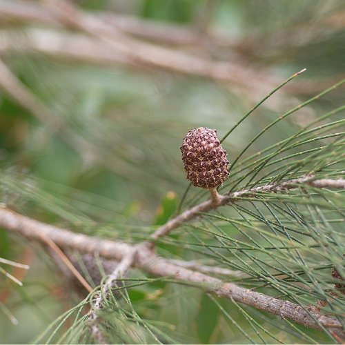 Flower Essence Therapy for Fertility OmMade Organic Skincare