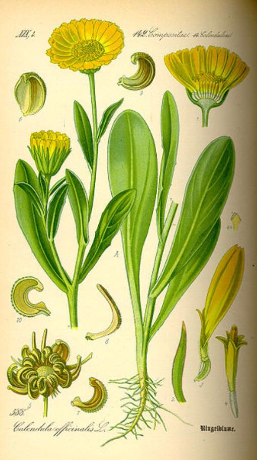 Calendula (Officinalis) - OmMade Organic Skincare