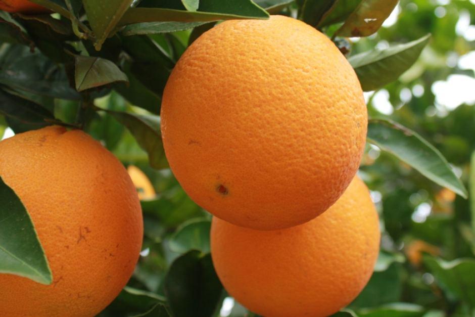 Sweet Orange Essential Oil - OmMade Organic Skincare